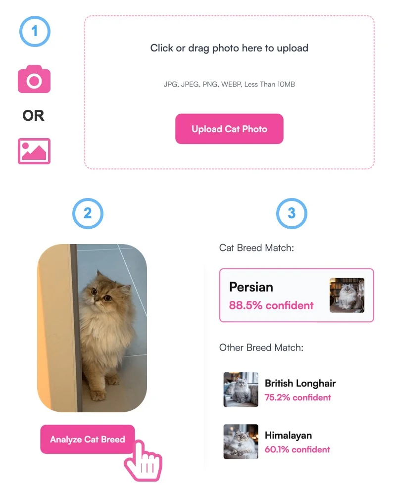 WhatBreedIsMyCat screenshot